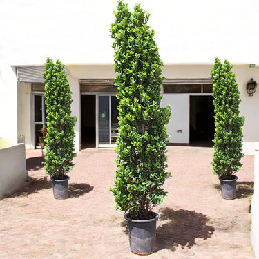 Ficus Panda Cone - Ficus Diversifolia